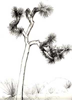 Joshua Tree Sketch